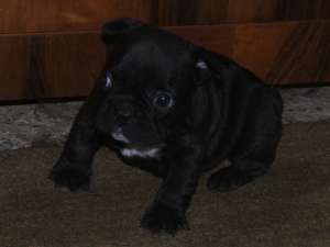 van buldog francez