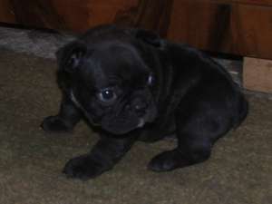 van buldog francez
