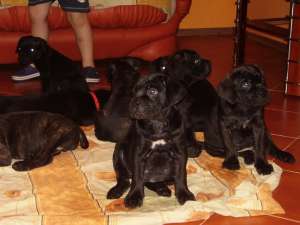 Vand cane corso