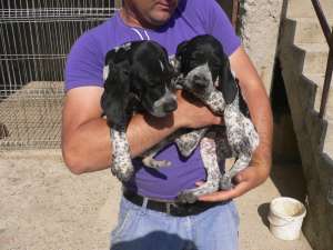 caini english pointer