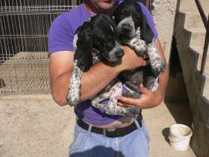 caini english pointer