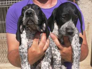 caini english pointer