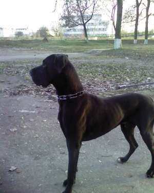 MONTA DOG GERMAN