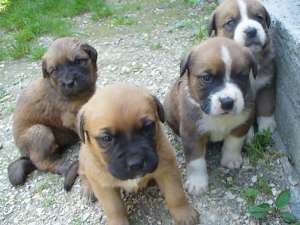 Vand pui de Mastiff Japonez (Tosa Inu)