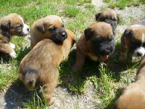 Vand pui de Mastiff Japonez (Tosa Inu)