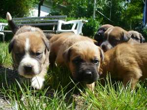 Vand pui de Mastiff Japonez (Tosa Inu)