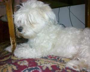 imperechere bichon maltez mascul