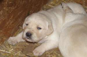 vand labrador retriever