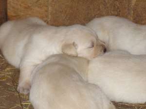 vand labrador retriever