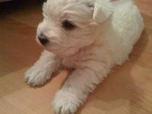vand pui westie mascul