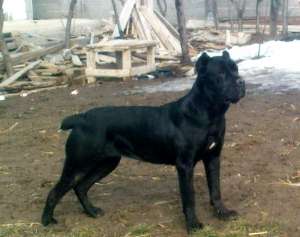 Cane Corso