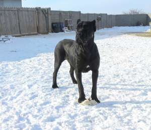 Cane Corso