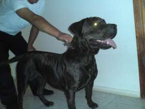 Femela Presa Canario
