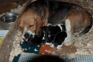 vant 7 catei rasa beagle