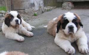 VAND PUI SAINT BERNARD CU PEDIGREE