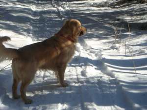 Oferim spre monta Golden Retriever