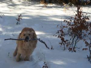 Oferim spre monta Golden Retriever