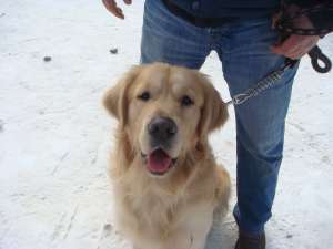 Oferim spre monta Golden Retriever