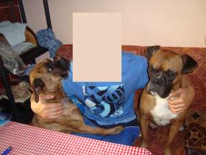 VAND CATEI BOXER GERMAN RASA PURA ARAD