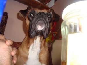 VAND CATEI BOXER GERMAN RASA PURA ARAD