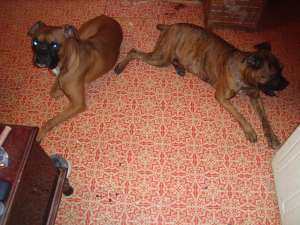 VAND CATEI BOXER GERMAN RASA PURA ARAD