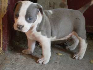 Pui amstaff blue cu pedigree galben si negru din canisa