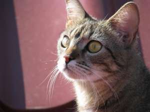 Ofer spre adoptie o pisicuta tigrata superba,     nastrusnica si sentimentala