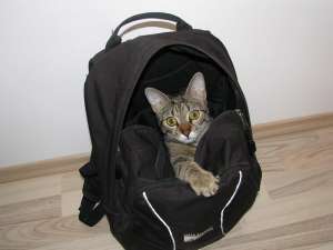 Ofer spre adoptie o pisicuta tigrata superba,     nastrusnica si sentimentala