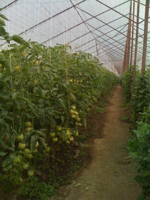 produc rasaduri legume pe comanda   ;  vidra ;  ILFOV