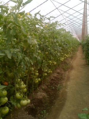 produc rasaduri legume pe comanda   ;  vidra ;  ILFOV