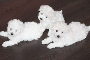 Bichon Bolognese super frumosi de vanzare T. Mures