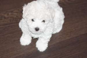 Bichon Bolognese super frumosi de vanzare T. Mures