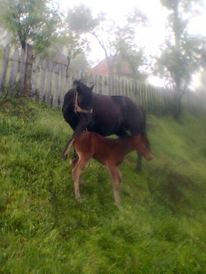 Vand Cai Hutuli