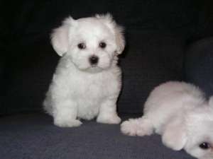 Pui Bichon Maltez si Havanez 190 E
