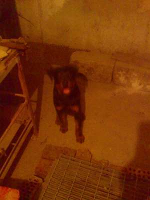 vand rottweiler de 8 luni