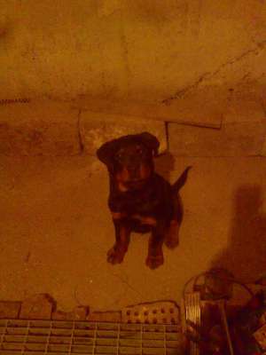 vand rottweiler de 8 luni