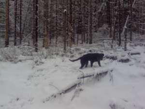 vand rottweiler de 8 luni