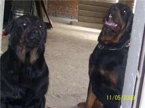 vand pui rottweiler