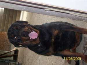 vand pui rottweiler