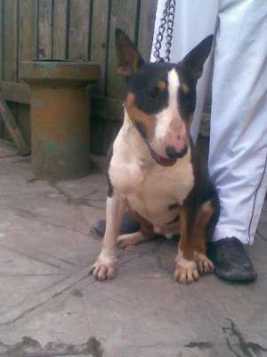 Bull Terrieri