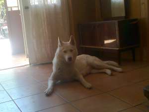 CATEI HUSKY SIBERIAN