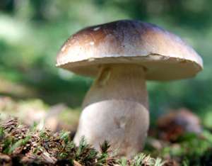 Ciuperci si fructe de padure
