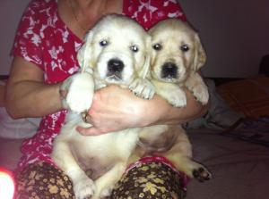 vand FETITA golden retriever!!!