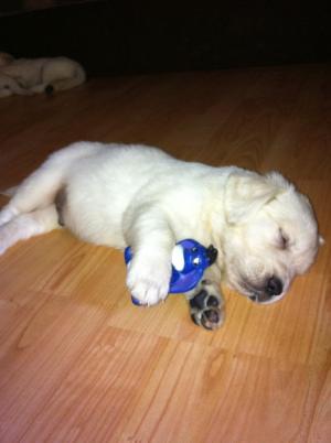 vand FETITA golden retriever!!!