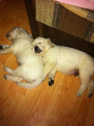 vand FETITA golden retriever!!!