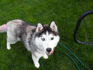 Vand catelusa Husky 7 luni Zalau