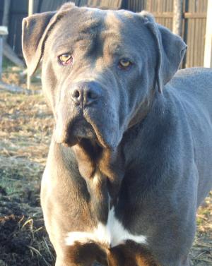 Cane Corso