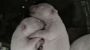 puiuti de bull terrier