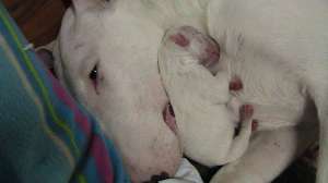 puiuti de bull terrier