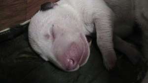 puiuti de bull terrier